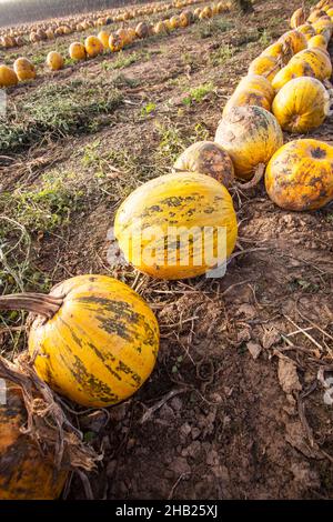 Pumpkin, field, farm, line, line, pumpkins, rows, Styria, pumpkin seed oil, yellow, stripes, earth, soil, brown, lines, autumnal, close, orange, close Stock Photo