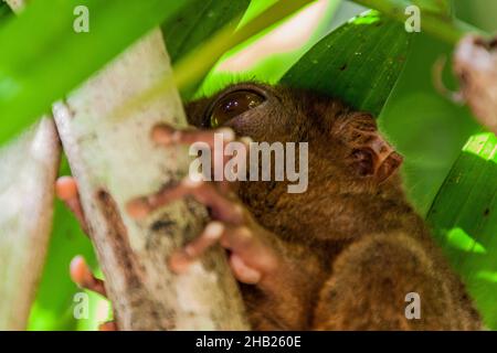 Philippine tarsier Carlito syrichta on Bohol island, Philippines Stock Photo