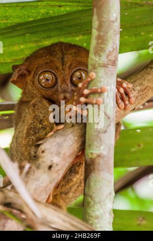 Philippine tarsier Carlito syrichta on Bohol island, Philippines Stock Photo