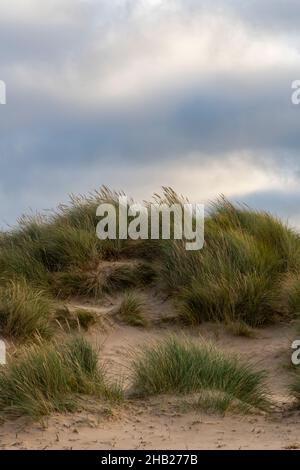 sand dunes and marram grasses with moody atmospheric sky on a north norfolk beach in autumn, sandy beach on norfolk coastline in autumn season. Stock Photo