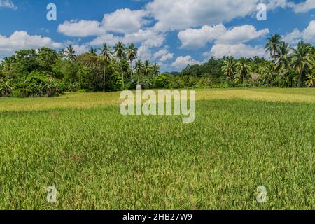 Rice fields on Bohol island, Philippines. Stock Photo