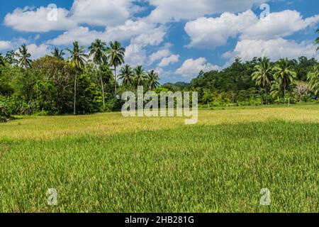 Rice fields on Bohol island, Philippines. Stock Photo