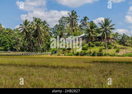 Rice fields on Bohol island, Philippines. Stock Photo