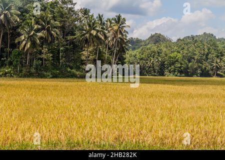 Rice fields on Bohol island, Philippines. Stock Photo