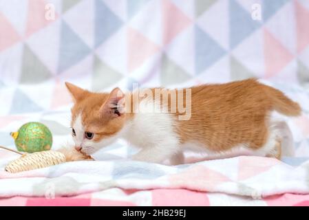 Cute red and white kitten at home on the bedspread is playing Stock Photo