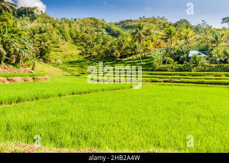 Paddy fields on Bohol island, Philippines Stock Photo