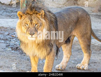 Lion looking into the camera posing for portrait Stock Photo