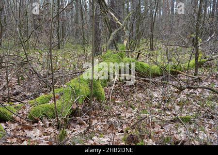 A broken, overturned and mossy tree in the forest on a cloudy day. Forest. Stock Photo
