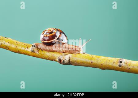 A large snail with horns and a brown shell crawls along a branch on a green background. The concept of overcoming complexity Stock Photo
