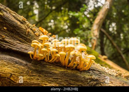 Sulphur Tuft or Clustered Woodlover mushrooms (Hypholoma fasciculare) on a fallen tree in woodland on Southampton Common. Stock Photo