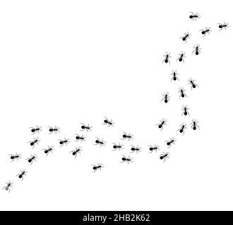 Small ants run in a spiral from larger to smaller. View from above. Vector Stock Vector