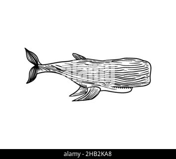 Sperm whale hand drawing isolated. cachalot vector illustration Stock Vector