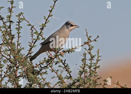 Grey Hypocolius (Hypocolius ampelinus) adult male perched in thorn bush Oman      December Stock Photo