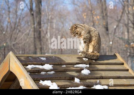Sad wild far eastern forest cat or amur leopard cat with a bowed head sits on a wooden roof of a house in winter. Stock Photo