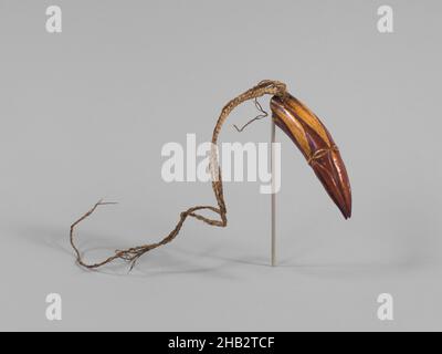 Sorcerer's Implement (arhiye kaiyam), Lower Strickland River region, 19th–early 20th century, Crocodile tooth, plant fiber, Western Gulf province, Melanesia, Papua New Guinea, Oceania, Bone & shell, tools & equipment, 4 5/8 in. (11.8 cm Stock Photo