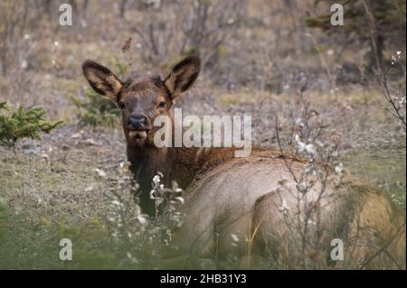 Wild Elk Calf (Wapiti/Cervus canadensis), Jasper National Park, Alberta, Canada Stock Photo