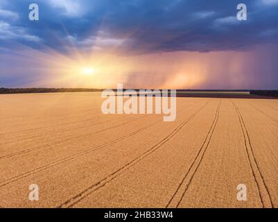 Aerial view on impressive thunderstorm over wheat field at sunset. Dark storm clouds covering the rural landscape. Intense rain shower in distance. Stock Photo