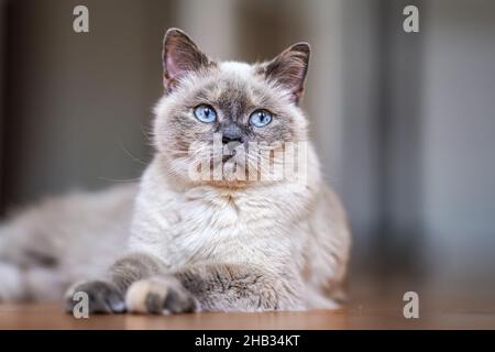 Older gray cat with piercing blue eyes, laying on wooden floor, closeup shallow depth of field photo Stock Photo