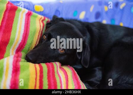 A sleepy black dog laying on the coach with a colorful blanket Stock Photo