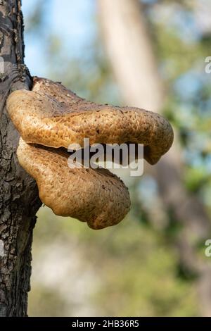 Close up of bracket fungi growing on an old apple tree Stock Photo