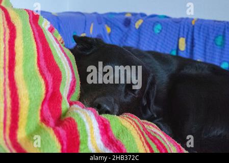 A sleepy black dog laying on the coach with a colorful blanket Stock Photo