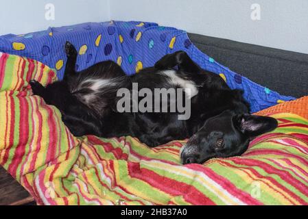 A sleepy black dog laying on the coach with a colorful blanket Stock Photo