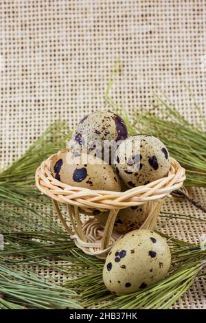Close up of Quail eggs inside small straw basket on pine needles and burlap background. Stock Photo