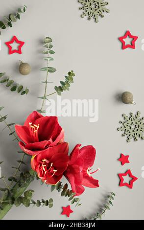 Red amaryllis flowers on grey silver metallic background with eucalyptus leaves. Felt stars, wintertime decor. Winter season decorations. Stock Photo