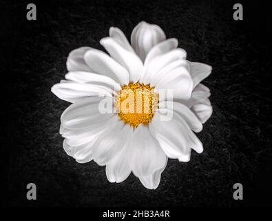 Beautiful flower on black background. Bright and beautiful flower. Stock Photo