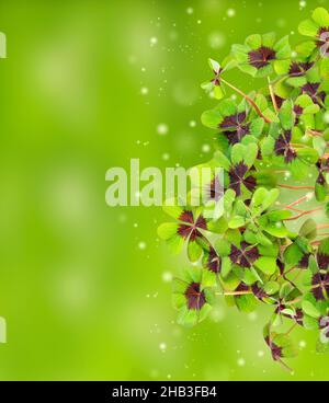 Fresh green four leaved clover on blurred background Stock Photo