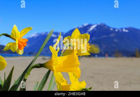Yellow narcissus flowers on the beautiful background with mountains and lake. Travel photo, street view, selective focus, concept photo flora. Stock Photo