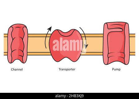 Channels, transporters and pumps, simple illustration showing different transmembrane proteins. Stock Photo