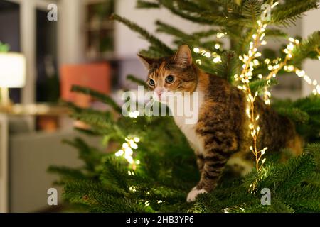Cat sits inside the Christmas tree surrounded by LED garland, stuck or climbing on new year tree. Stock Photo