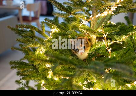 Cat sits inside the Christmas tree surrounded by LED garland, stuck or climbing on new year tree. Stock Photo