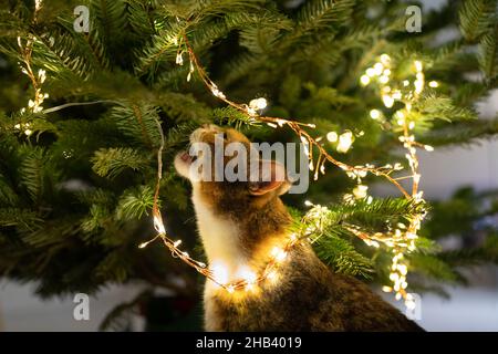 Funny tabby cat under the Christmas tree playing with led garland and branches Stock Photo