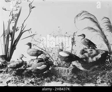 [Paradise Ducks, Shoveller or Spoonbill, and Blue Duck], Burton Brothers studio, photography studio, Dunedin, black-and-white photography Stock Photo