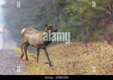 Young elk crossing the road in northern Wisconsin. Stock Photo