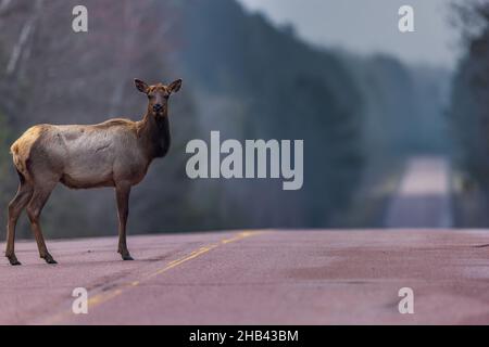 Clam Lake elk in northern Wisconsin. Stock Photo