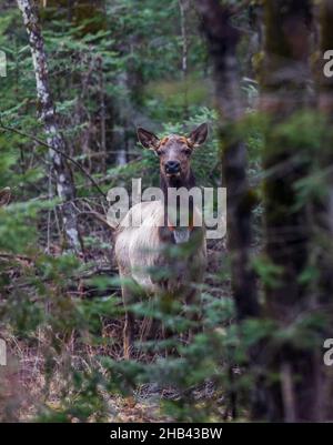 Clam Lake elk in northern Wisconsin. Stock Photo
