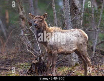 Young elk in northern Wisconsin. Stock Photo