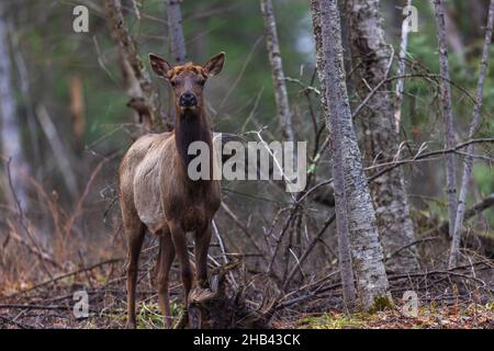 Cow elk in the Clam Lake area of northern Wisconsin. Stock Photo
