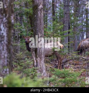 Clam Lake elk in northern Wisconsin. Stock Photo