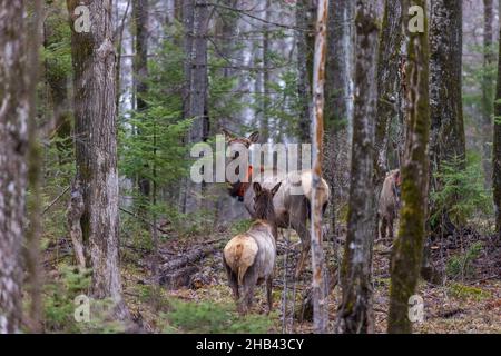 Clam Lake elk herd in northern Wisconsin. Stock Photo