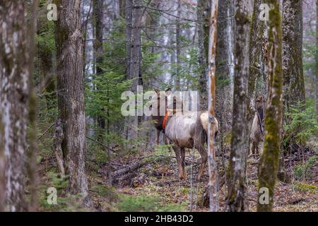 Clam Lake elk herd in northern Wisconsin. Stock Photo