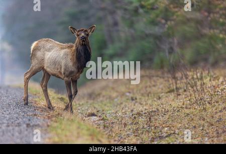 Young elk crossing the road in northern Wisconsin. Stock Photo