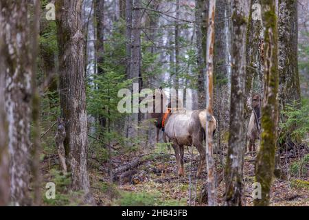 Clam Lake elk herd in northern Wisconsin. Stock Photo
