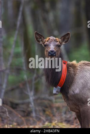 Female elk in northern Wisconsin. Stock Photo