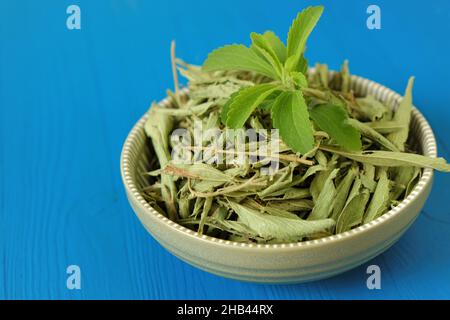 Stevia twig close-up in a round cup on blue background.Organic natural sweetener.Stevia rebaudiana. Stevia plants.Stevia fresh green twig and Dried Stock Photo