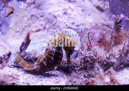 Seahorse in coral at the bottom of the sea. Wild sea creatures Stock Photo