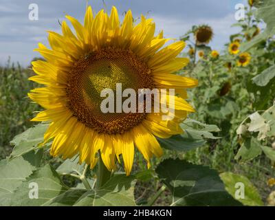 Field of sunflowers with a honeybee and bumblebee on the center of a sunflower in the center of the image. Photographed with shallow depth of field. Stock Photo